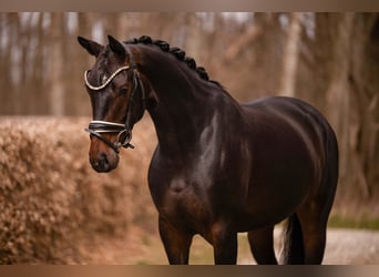 Caballo de deporte alemán, Yegua, 4 años, 163 cm, Morcillo