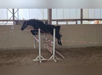 Caballo de deporte alemán, Yegua, 4 años, 163 cm, Negro