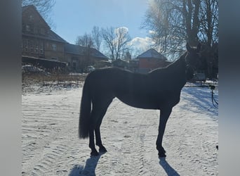 Caballo de deporte alemán, Yegua, 4 años, 163 cm, Negro