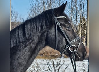 Caballo de deporte alemán, Yegua, 4 años, 163 cm, Negro