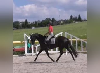 Caballo de deporte alemán, Yegua, 4 años, 163 cm, Negro