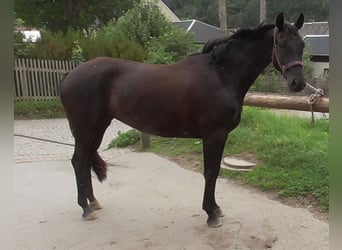 Caballo de deporte alemán, Yegua, 4 años, 163 cm, Negro