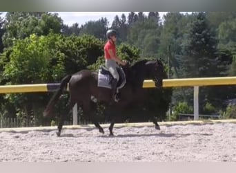 Caballo de deporte alemán, Yegua, 4 años, 163 cm, Negro