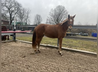 Caballo de deporte alemán, Yegua, 4 años, 164 cm, Alazán