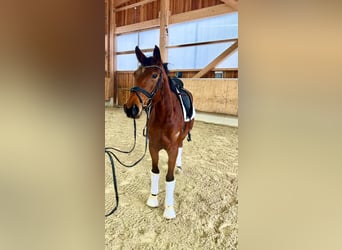 Caballo de deporte alemán, Yegua, 4 años, 164 cm, Castaño
