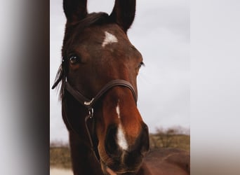 Caballo de deporte alemán, Yegua, 4 años, 164 cm, Castaño