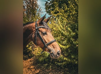 Caballo de deporte alemán, Yegua, 4 años, 164 cm, Castaño oscuro