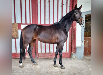 Caballo de deporte alemán, Yegua, 4 años, 164 cm, Castaño oscuro