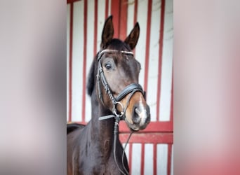 Caballo de deporte alemán, Yegua, 4 años, 164 cm, Castaño oscuro