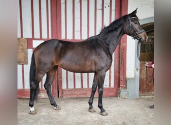 Caballo de deporte alemán, Yegua, 4 años, 164 cm, Castaño oscuro