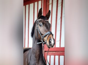 Caballo de deporte alemán, Yegua, 4 años, 164 cm, Castaño oscuro