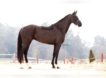 Caballo de deporte alemán, Yegua, 4 años, 164 cm, Negro