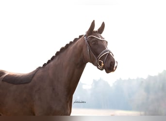 Caballo de deporte alemán, Yegua, 4 años, 164 cm, Negro