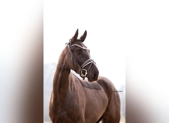 Caballo de deporte alemán, Yegua, 4 años, 164 cm, Negro