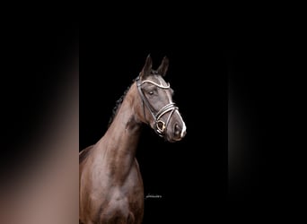 Caballo de deporte alemán, Yegua, 4 años, 164 cm, Negro