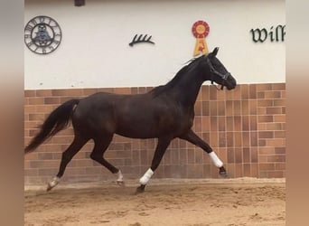 Caballo de deporte alemán, Yegua, 4 años, 164 cm, Negro