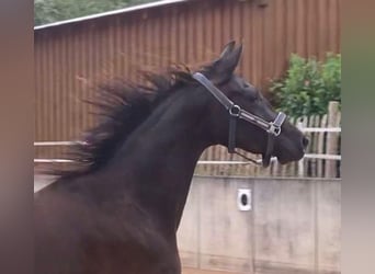 Caballo de deporte alemán, Yegua, 4 años, 164 cm, Negro