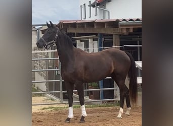 Caballo de deporte alemán, Yegua, 4 años, 164 cm, Negro