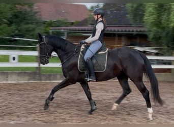Caballo de deporte alemán, Yegua, 4 años, 164 cm, Negro