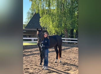 Caballo de deporte alemán, Yegua, 4 años, 164 cm, Negro