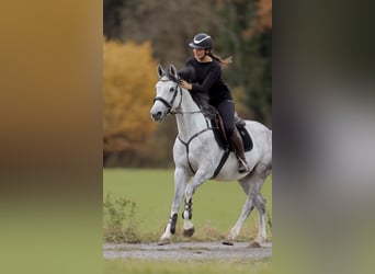 Caballo de deporte alemán, Yegua, 4 años, 164 cm, Tordo rodado