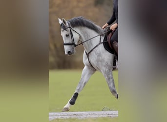 Caballo de deporte alemán, Yegua, 4 años, 164 cm, Tordo rodado