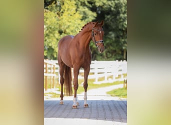 Caballo de deporte alemán, Yegua, 4 años, 165 cm, Alazán