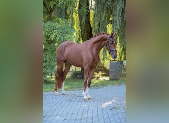 Caballo de deporte alemán, Yegua, 4 años, 165 cm, Alazán
