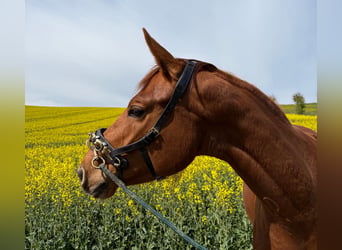 Caballo de deporte alemán, Yegua, 4 años, 165 cm, Alazán