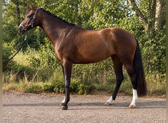 Caballo de deporte alemán, Yegua, 4 años, 165 cm, Castaño