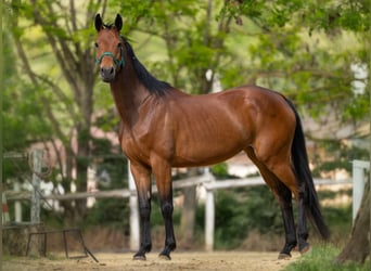 Caballo de deporte alemán, Yegua, 4 años, 165 cm, Castaño