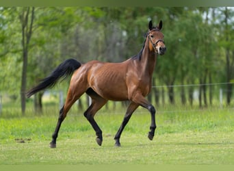 Caballo de deporte alemán, Yegua, 4 años, 165 cm, Castaño