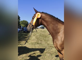 Caballo de deporte alemán, Yegua, 4 años, 165 cm, Castaño