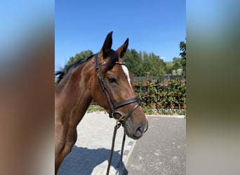 Caballo de deporte alemán, Yegua, 4 años, 165 cm, Castaño