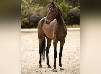 Caballo de deporte alemán, Yegua, 4 años, 165 cm, Castaño