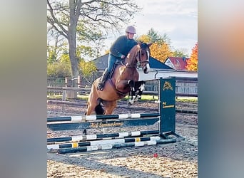 Caballo de deporte alemán, Yegua, 4 años, 165 cm, Castaño