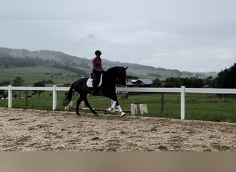 Caballo de deporte alemán, Yegua, 4 años, 165 cm, Castaño