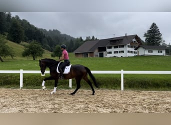 Caballo de deporte alemán, Yegua, 4 años, 165 cm, Castaño