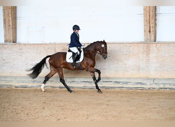 Caballo de deporte alemán, Yegua, 4 años, 165 cm, Castaño