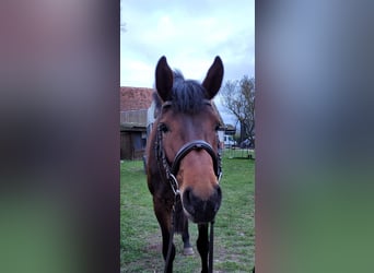 Caballo de deporte alemán, Yegua, 4 años, 165 cm, Castaño