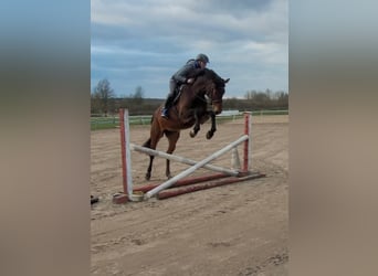 Caballo de deporte alemán, Yegua, 4 años, 165 cm, Castaño