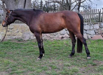 Caballo de deporte alemán, Yegua, 4 años, 165 cm, Castaño