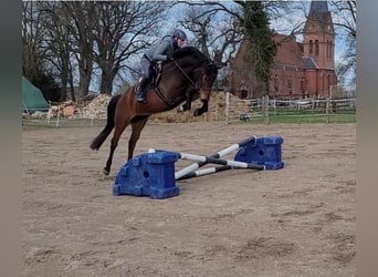 Caballo de deporte alemán, Yegua, 4 años, 165 cm, Castaño