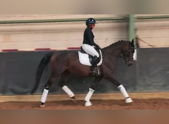 Caballo de deporte alemán, Yegua, 4 años, 165 cm, Castaño oscuro