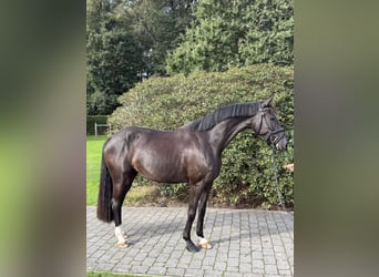 Caballo de deporte alemán, Yegua, 4 años, 165 cm, Castaño oscuro