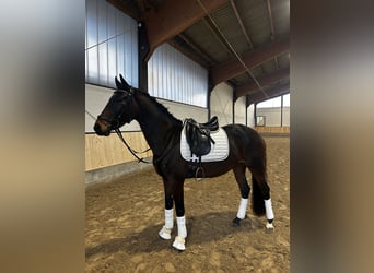 Caballo de deporte alemán, Yegua, 4 años, 165 cm, Castaño oscuro