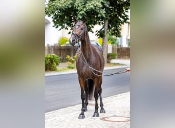 Caballo de deporte alemán, Yegua, 4 años, 165 cm, Castaño oscuro