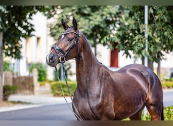 Caballo de deporte alemán, Yegua, 4 años, 165 cm, Castaño oscuro