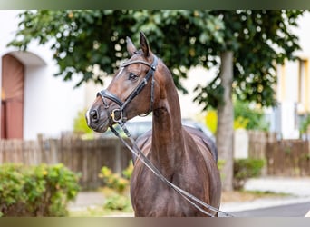 Caballo de deporte alemán, Yegua, 4 años, 165 cm, Castaño oscuro