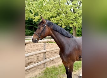 Caballo de deporte alemán, Yegua, 4 años, 165 cm, Castaño oscuro